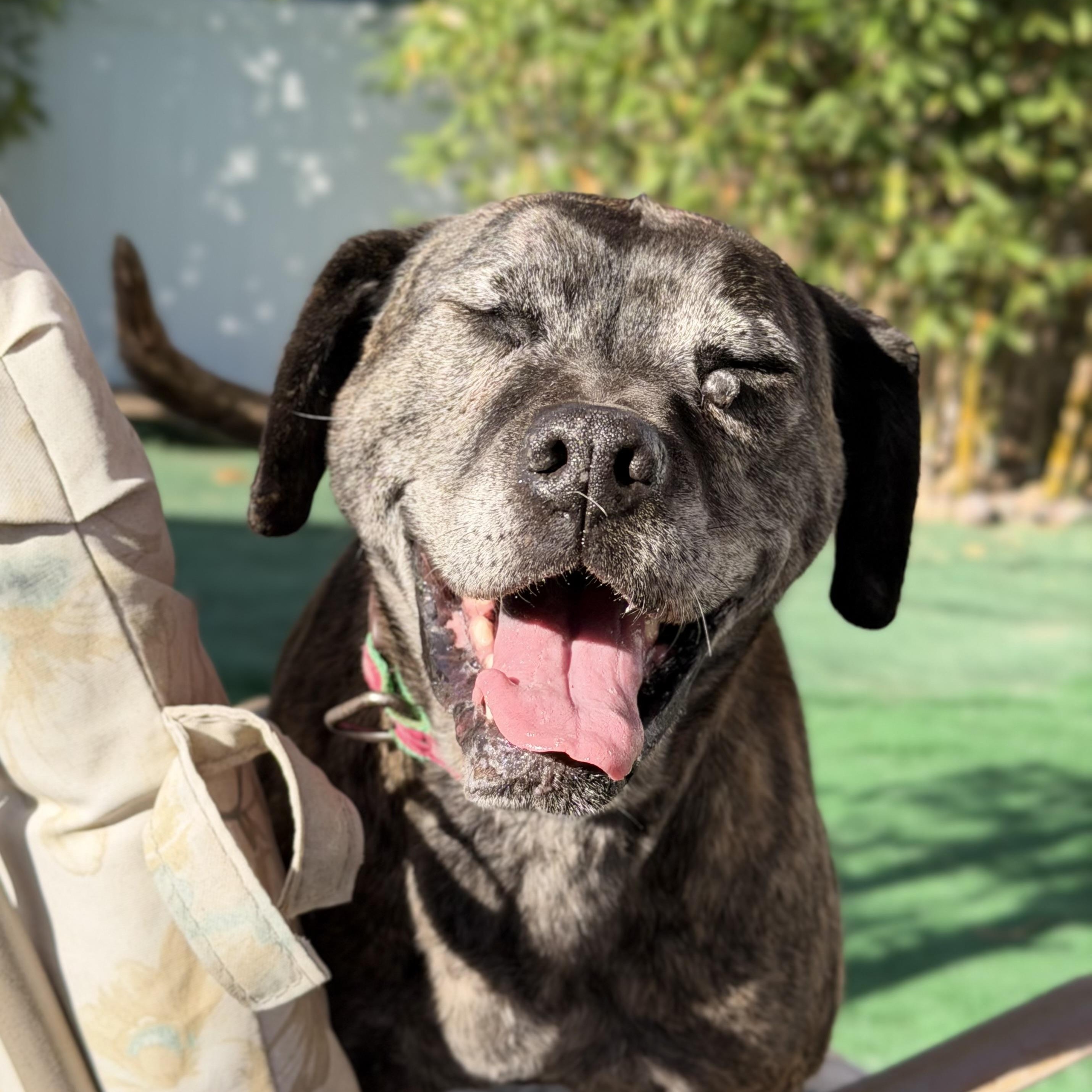 Leonora, Adoptable, Senior Female Boxer.