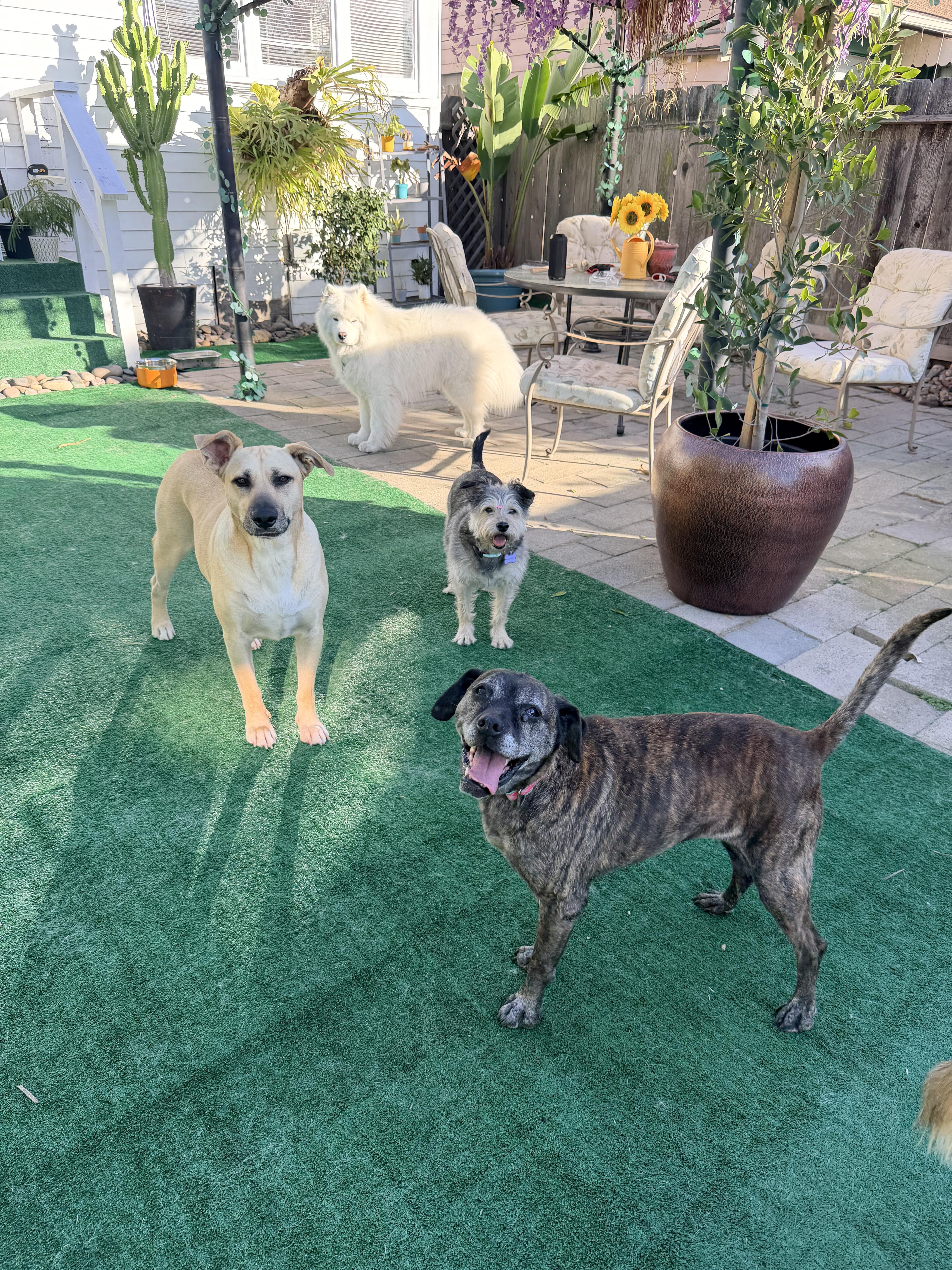 Enlarge Leonora, a Adoptable mixed breed in San Diego, CA image 5/5