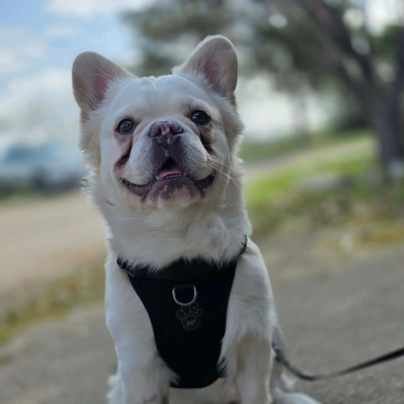 Barry, an adopted French Bulldog in Justin, TX image 3/3