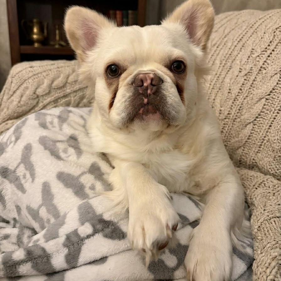 Barry, an adopted French Bulldog in Justin, TX image 2/3