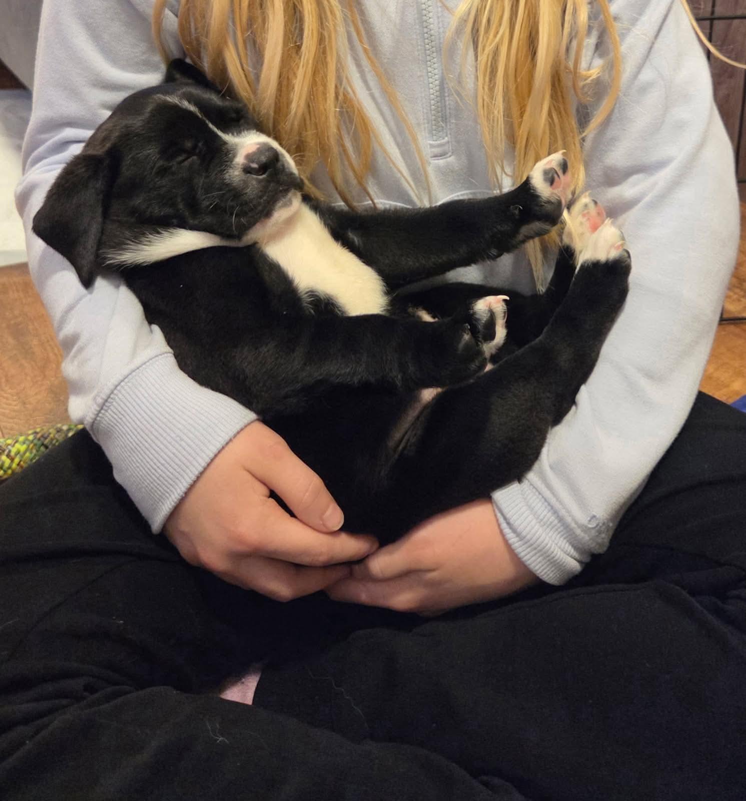 Nonny, Adoptable, Puppy Male Labrador Retriever & Terrier.