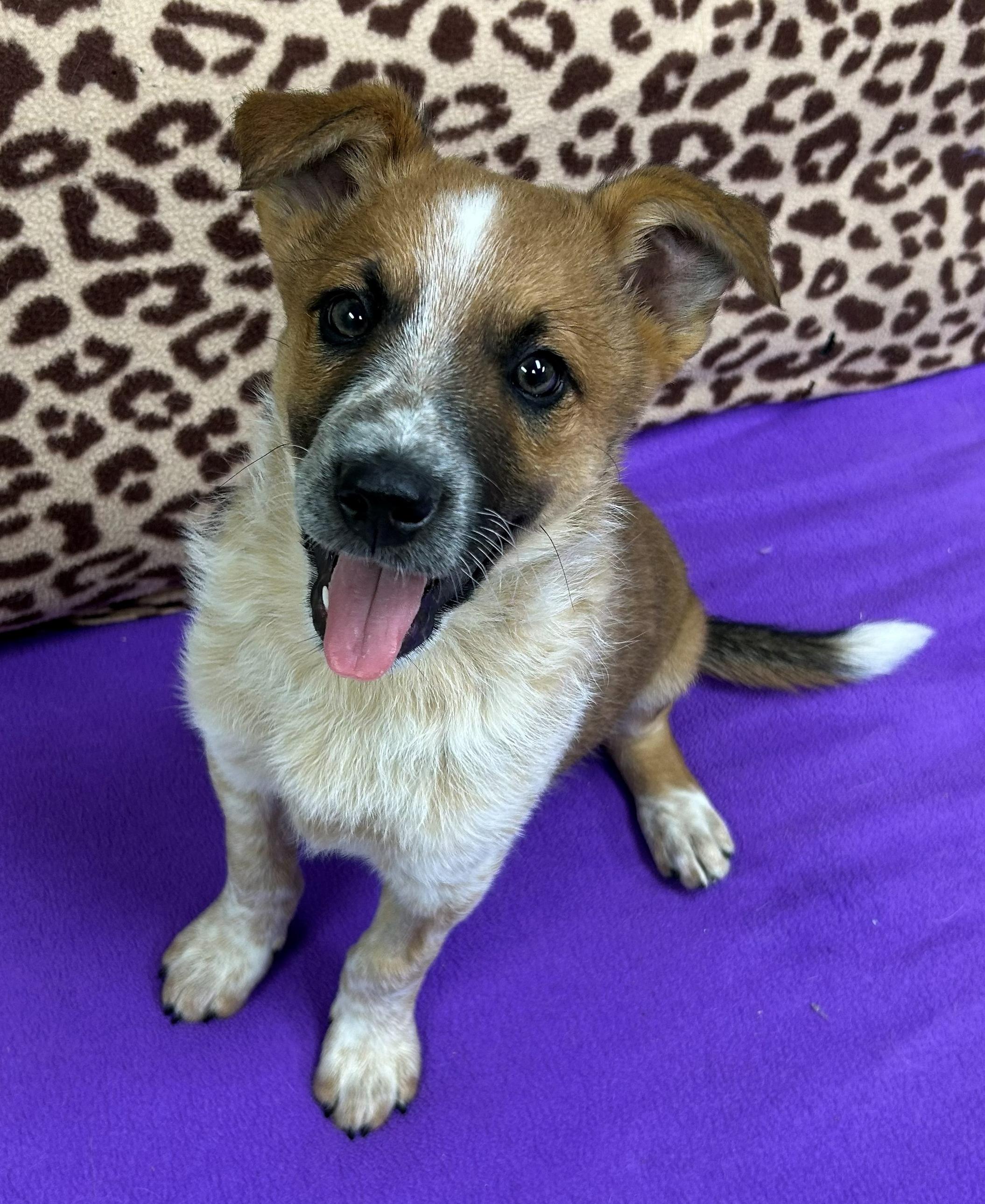 Alex Trebek, a ADOPTABLE mixed breed in Neillsville, WI image 4/5