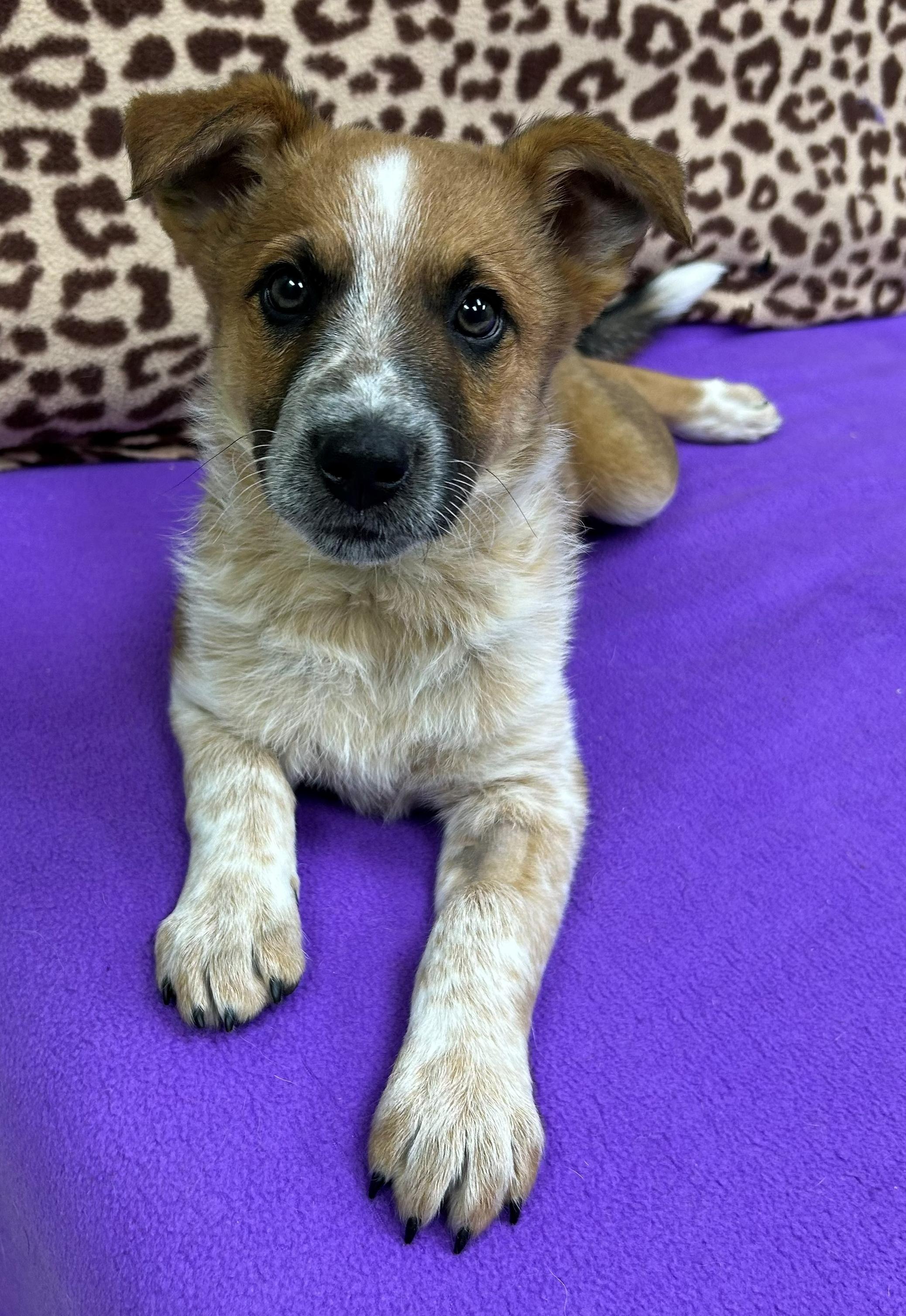 Alex Trebek, a ADOPTABLE mixed breed in Neillsville, WI image 1/5