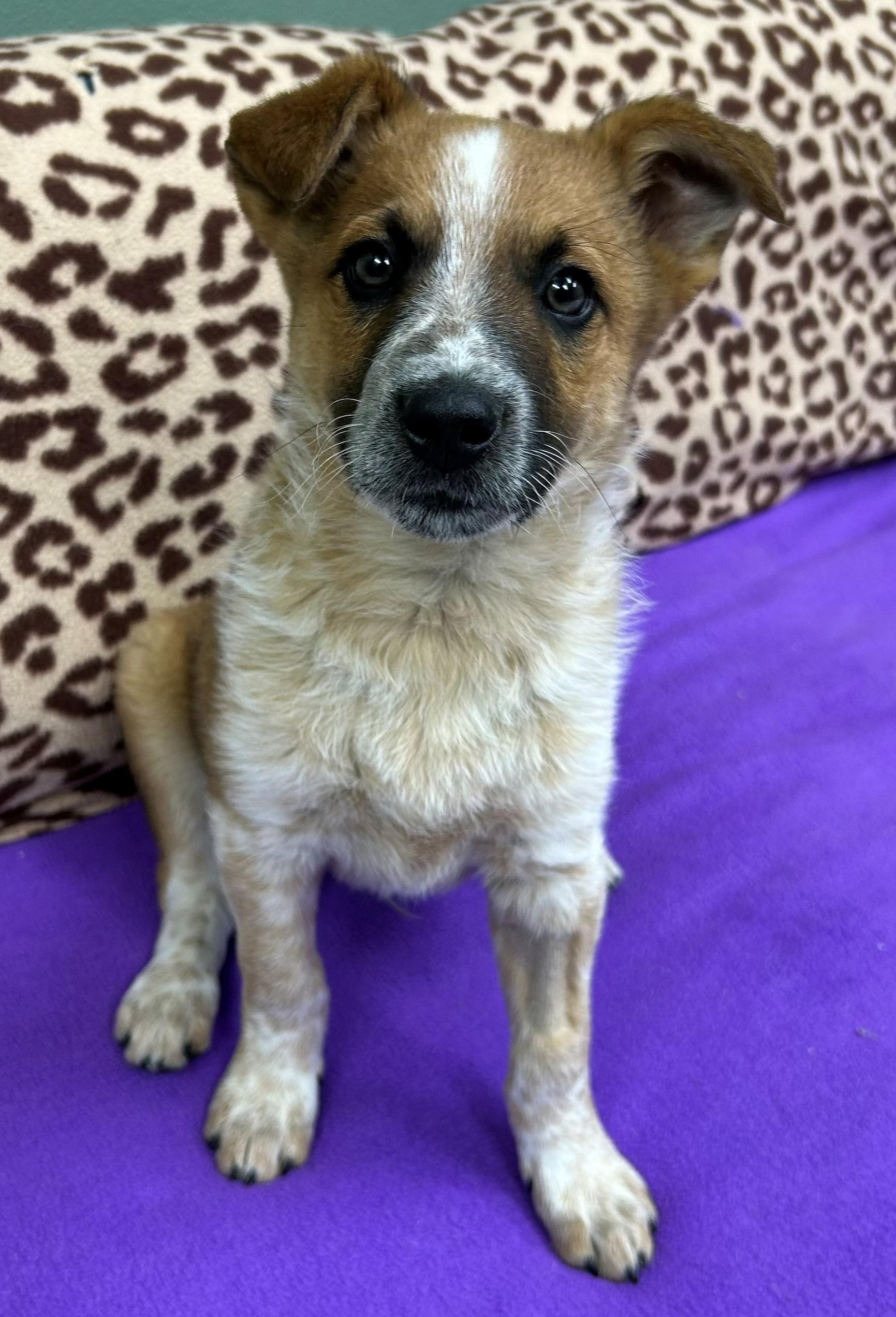 Alex Trebek, a ADOPTABLE mixed breed in Neillsville, WI image 3/5