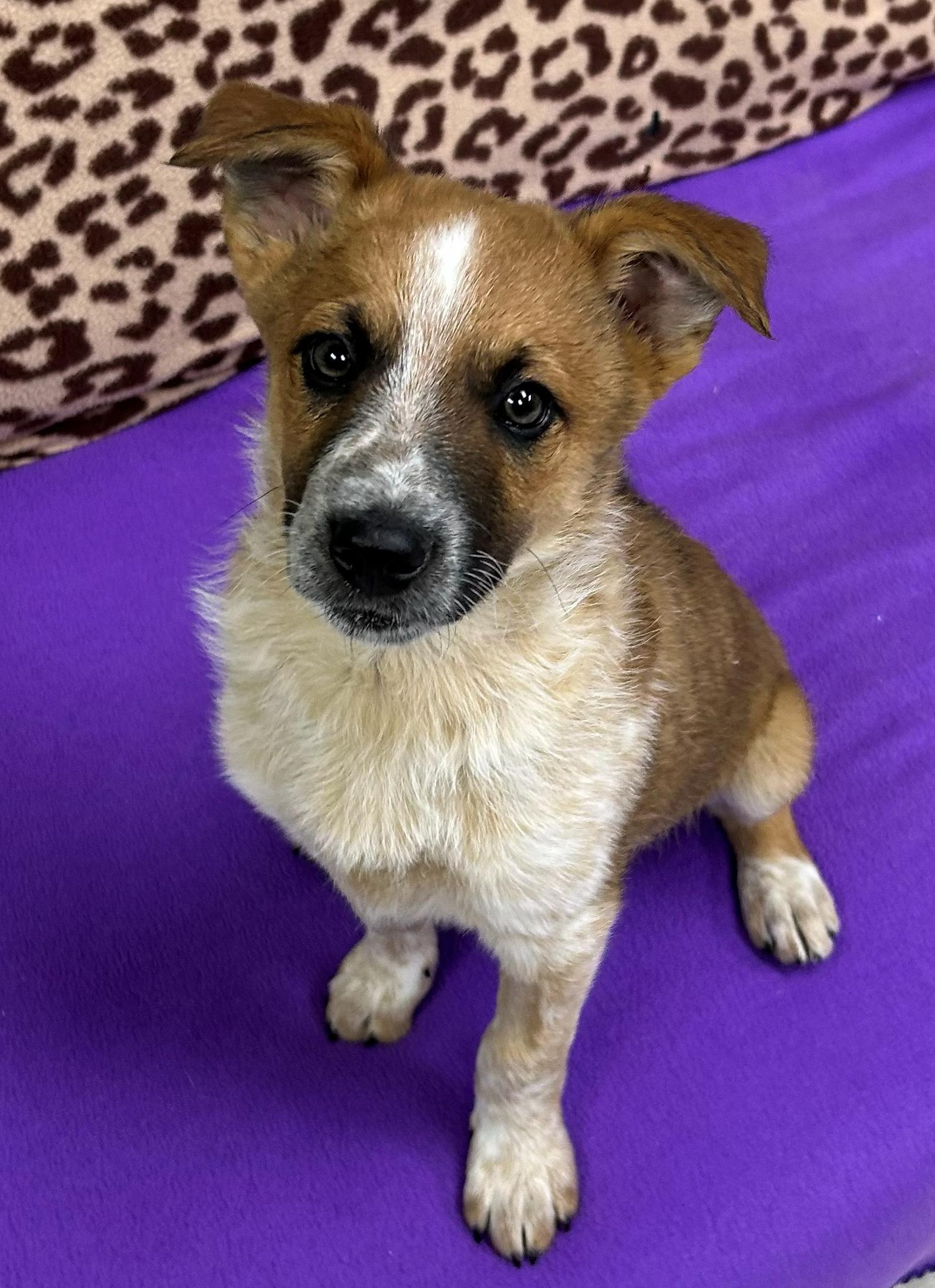 Alex Trebek, a ADOPTABLE mixed breed in Neillsville, WI image 2/5