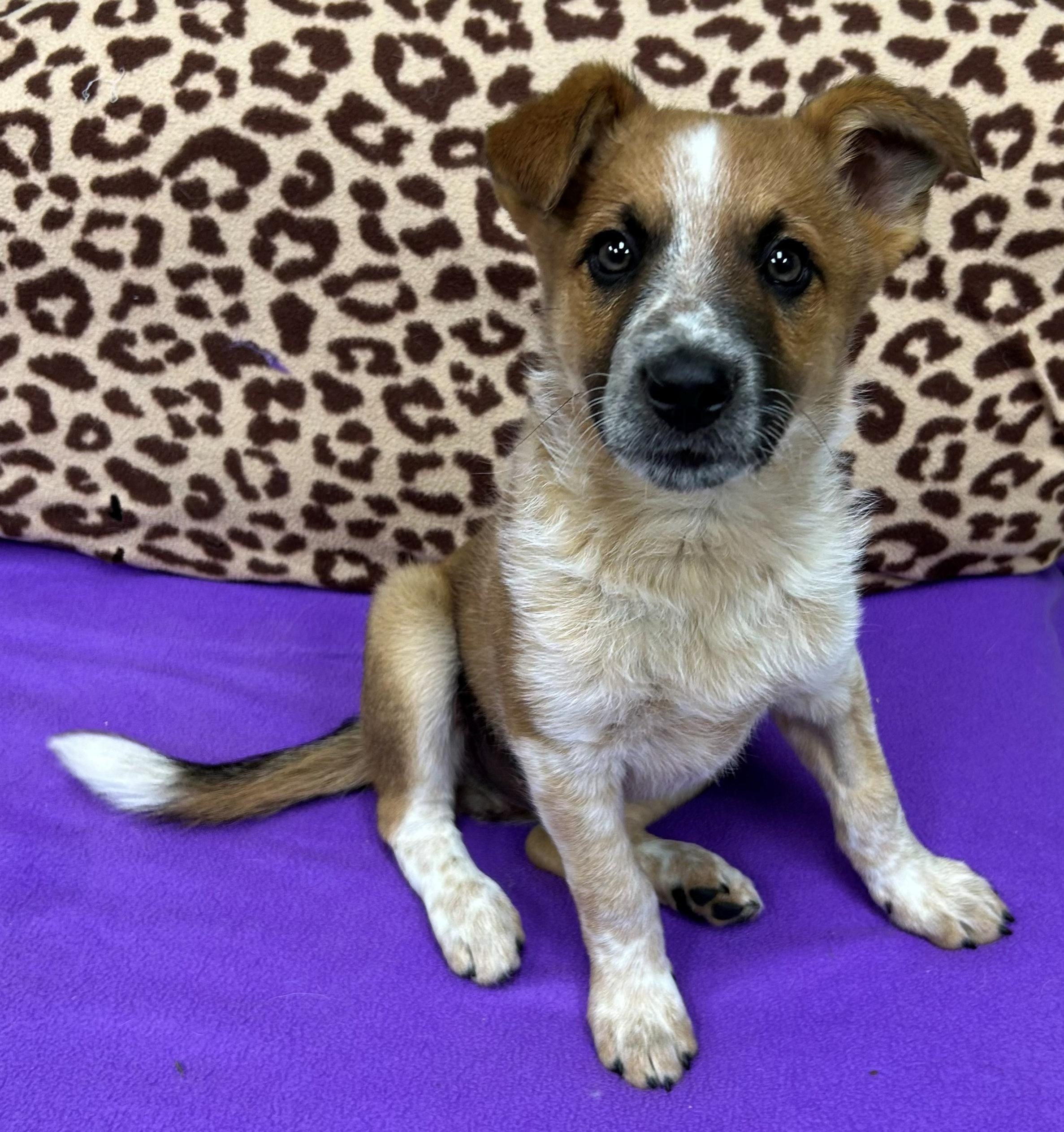 Alex Trebek, a ADOPTABLE mixed breed in Neillsville, WI image 5/5