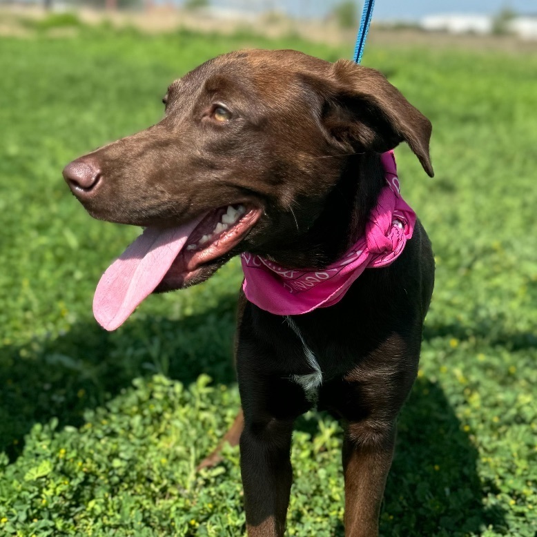 Kelly - fostered in Cranford NJ 5