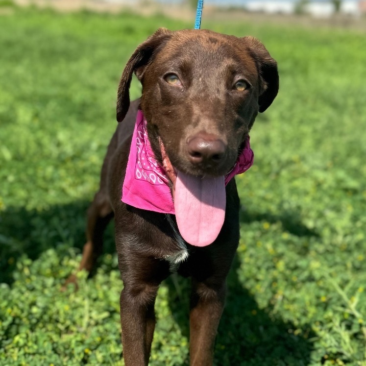 Kelly - fostered in Cranford NJ 2