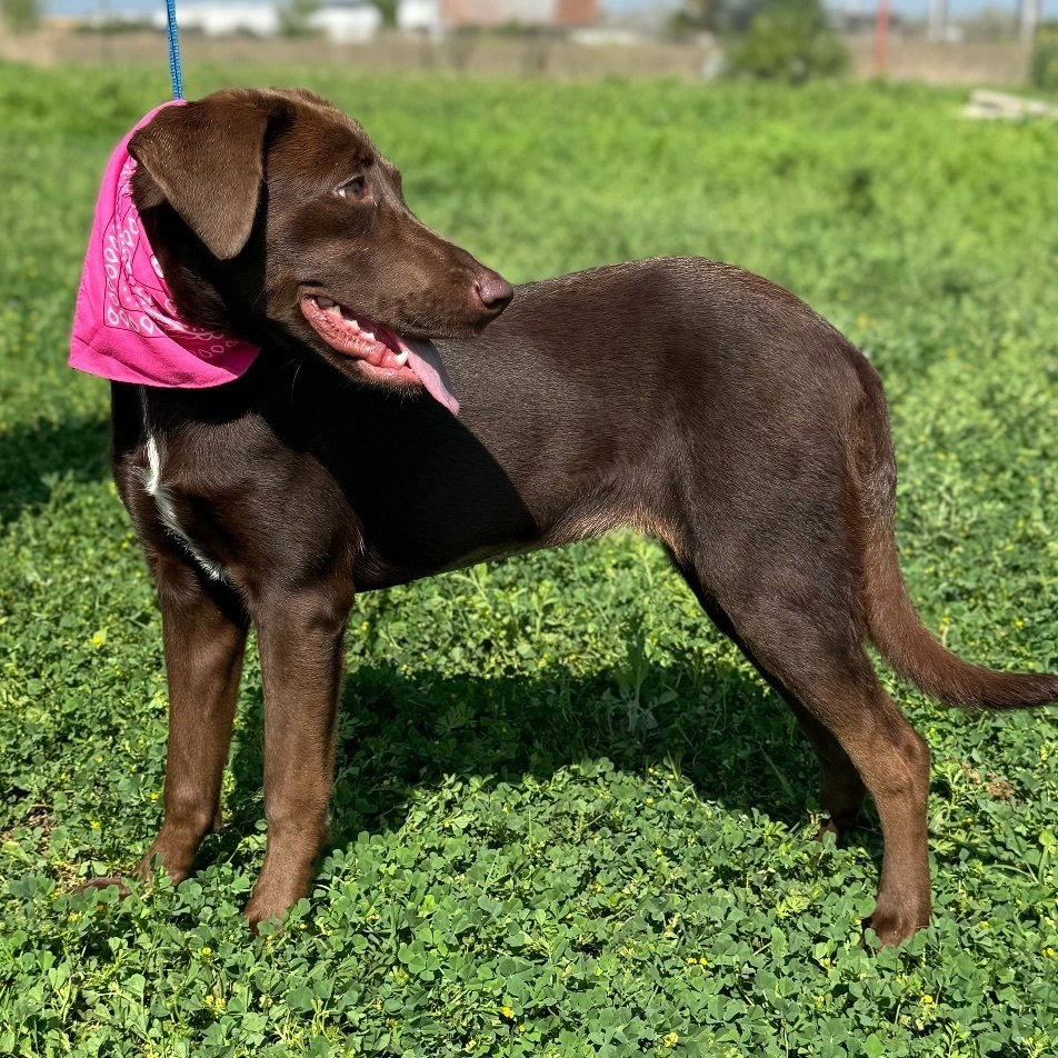 Kelly - fostered in Cranford NJ 3