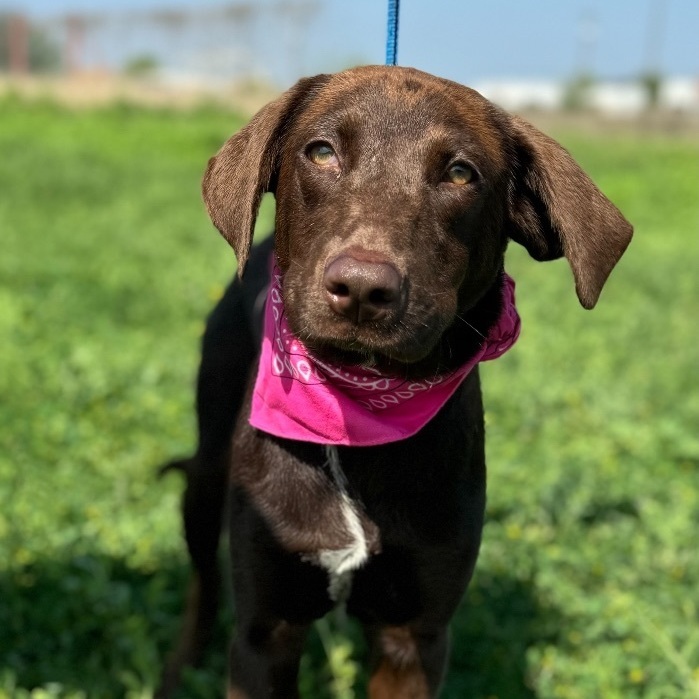 Kelly - fostered in Cranford NJ 4