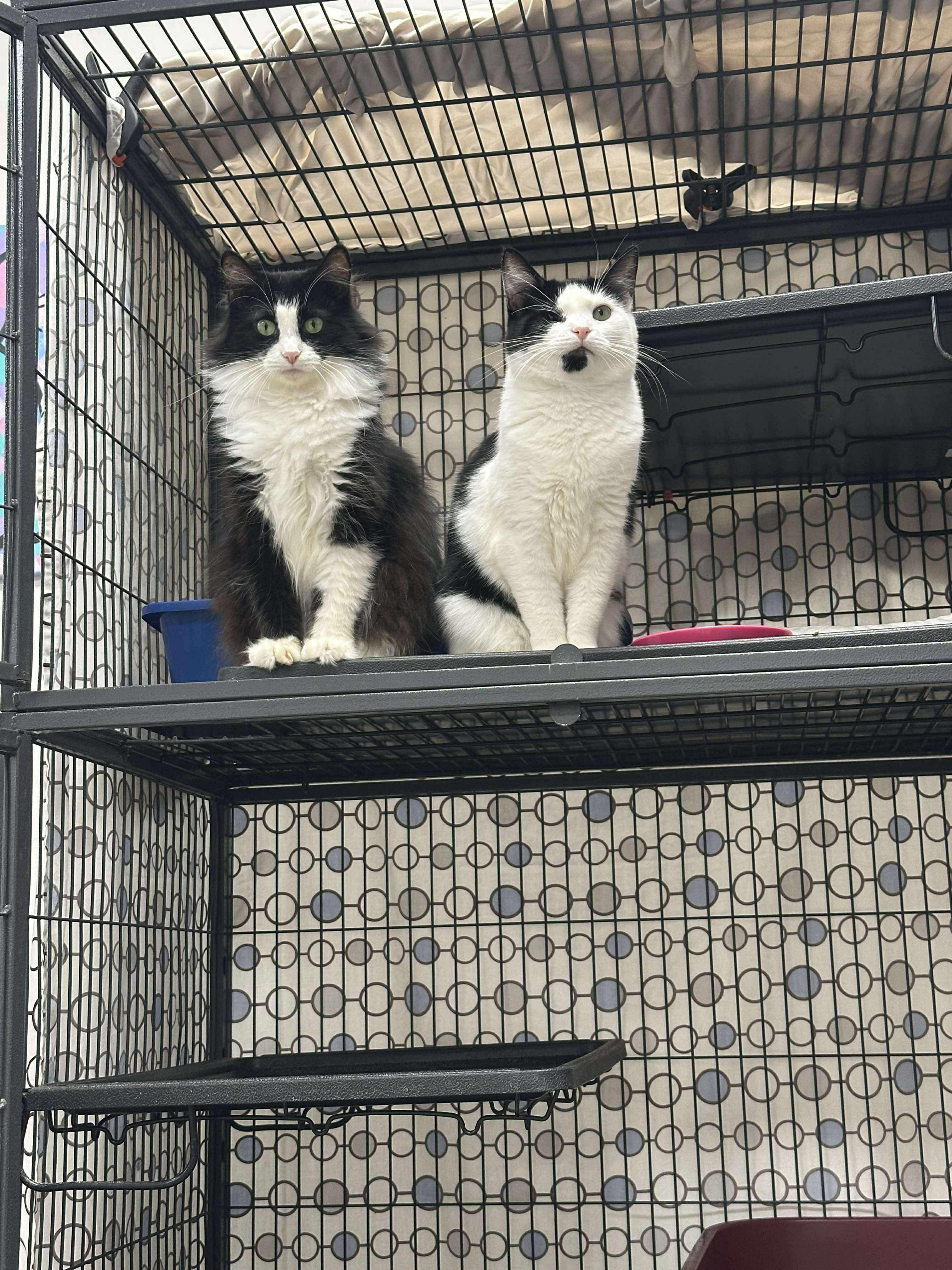 Bean (Bonded Pair with Soup), an adopted Domestic Long Hair in Thurmont, MD image 5/5