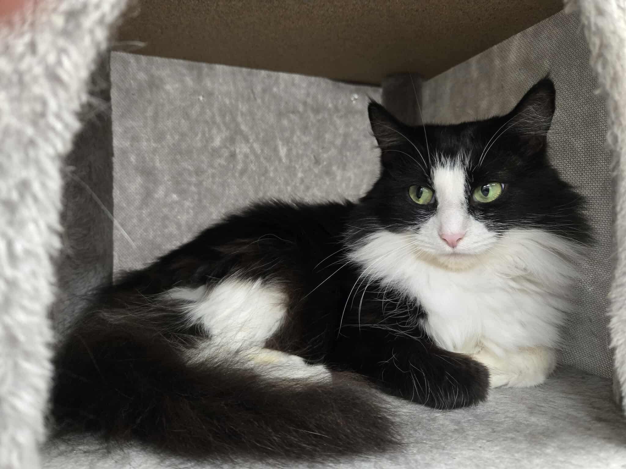 Bean (Bonded Pair with Soup), an adopted Domestic Long Hair in Thurmont, MD image 1/5