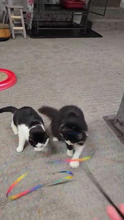 Enlarge Bean (Bonded Pair with Soup), an adopted Domestic Long Hair in Thurmont, MD video 4/5