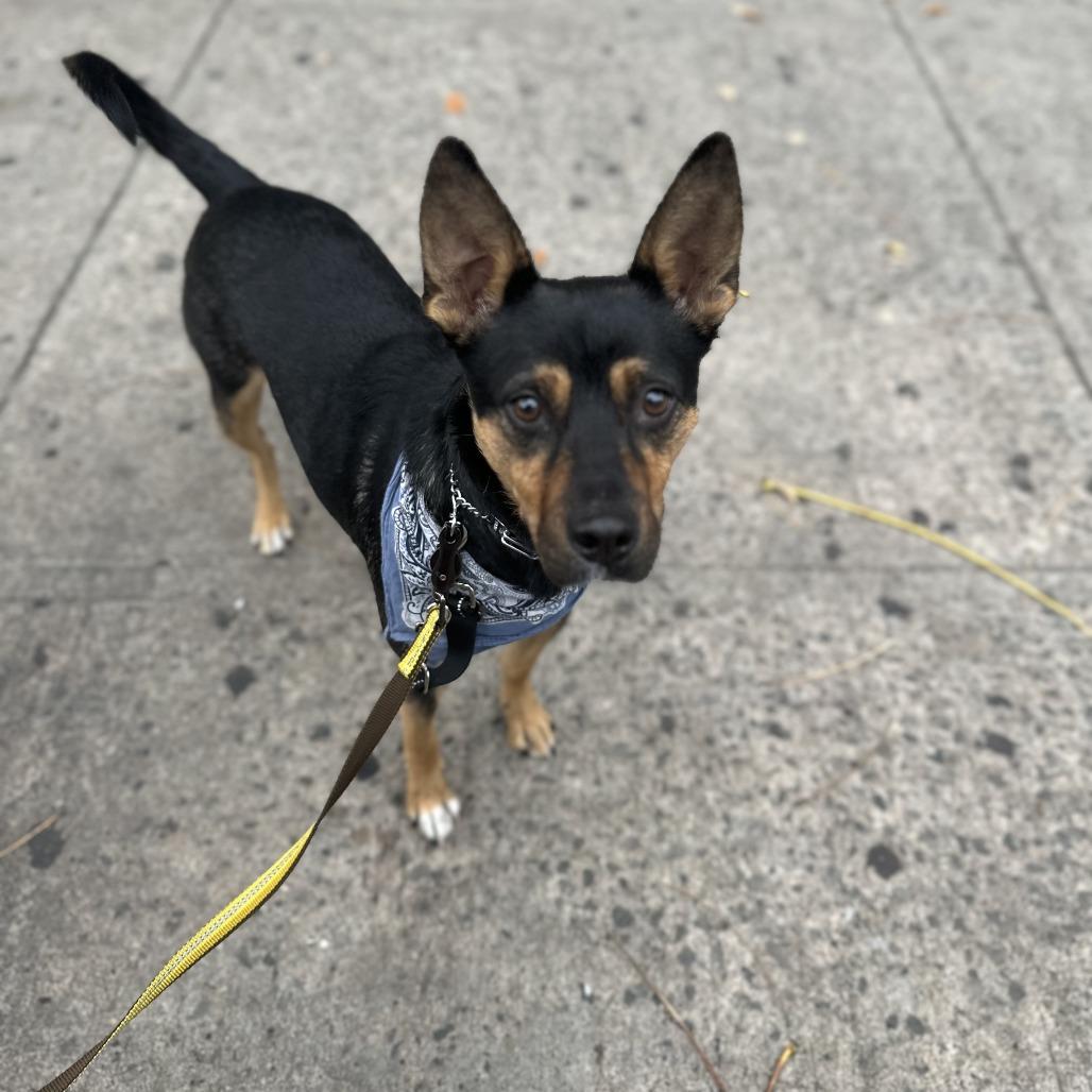 Enlarge Fettuccine, a Adoptable mixed breed in Brooklyn, NY image 2/6