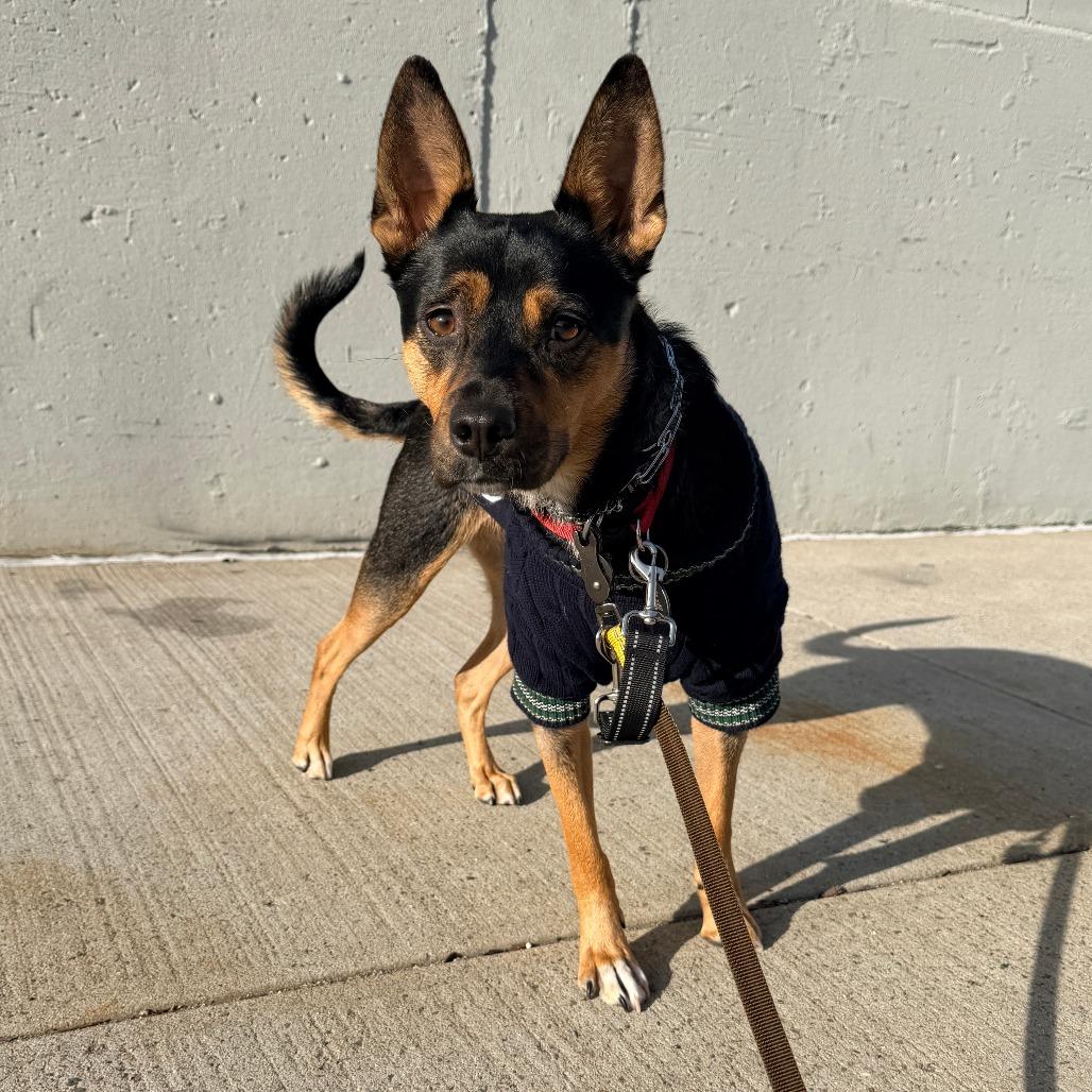 Enlarge Fettuccine, a Adoptable mixed breed in Brooklyn, NY image 4/6