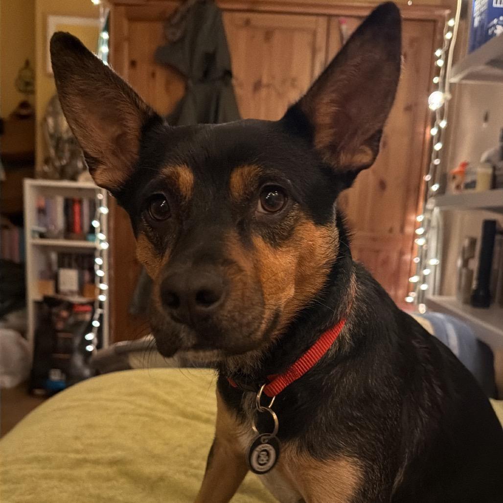 Enlarge Fettuccine, a Adoptable mixed breed in Brooklyn, NY image 5/6