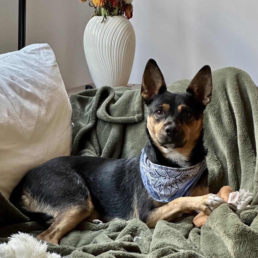 Enlarge Fettuccine, a Adoptable mixed breed in Brooklyn, NY image 6/6