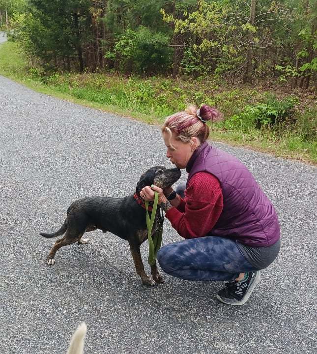 Enlarge Pickett, a Adoptable mixed breed in Goochland, VA image 4/4