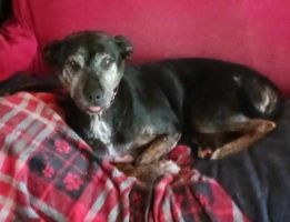 Enlarge Pickett, a Adoptable mixed breed in Goochland, VA image 1/4