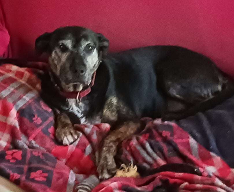 Enlarge Pickett, a Adoptable mixed breed in Goochland, VA image 2/4