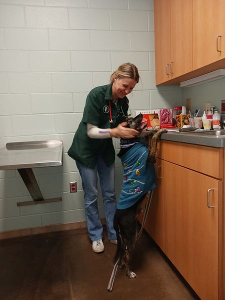 Enlarge Pickett, a Adoptable mixed breed in Goochland, VA image 3/4