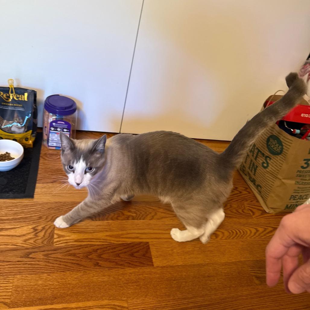 Frisky, Adoptable, Young Male American Shorthair & Siamese.