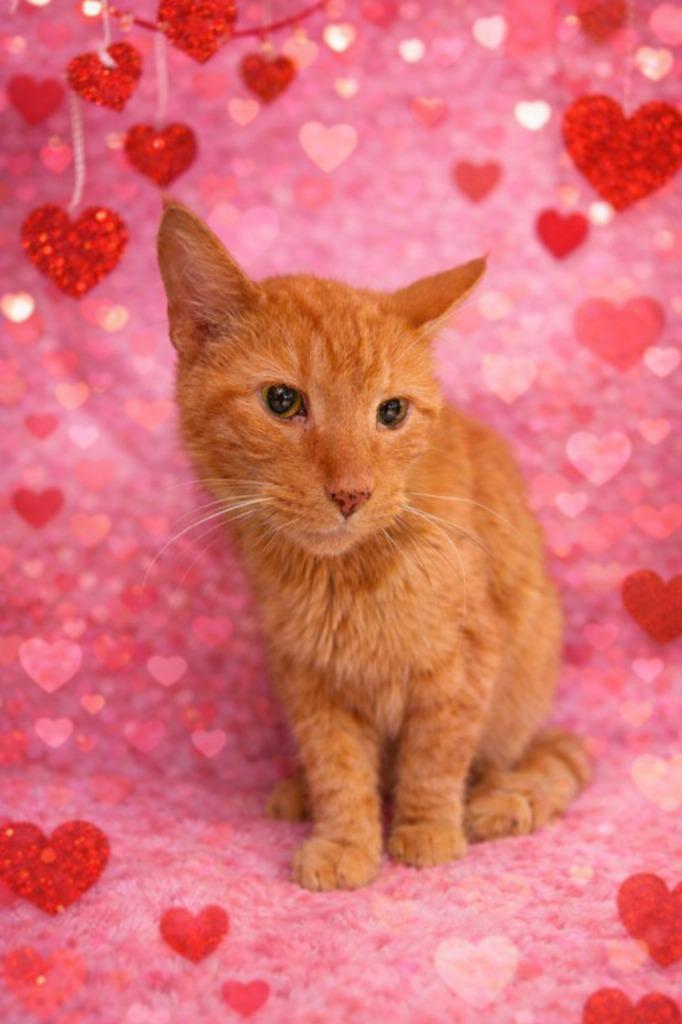 Bruce, Adoptable, Adult Male Domestic Short Hair.