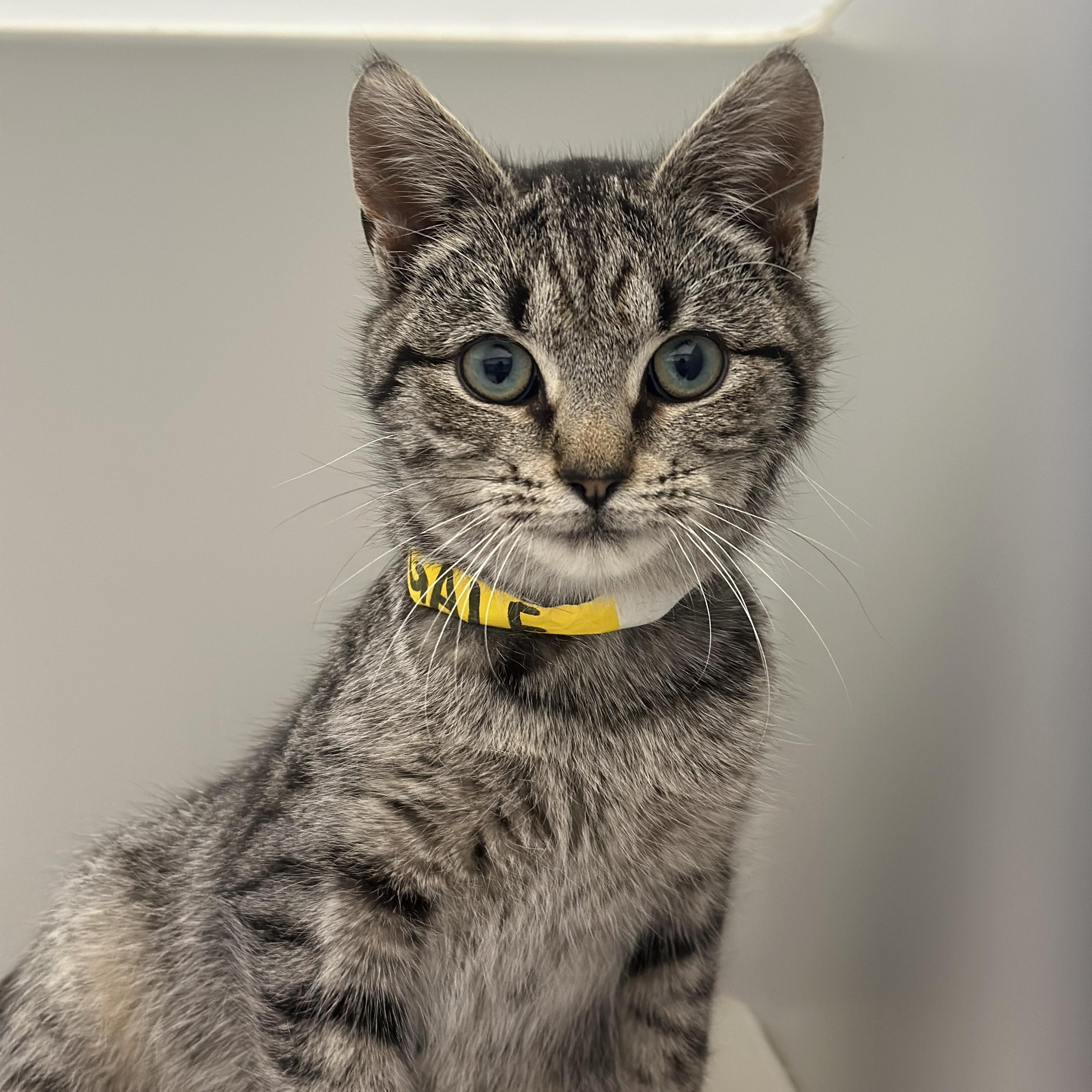 Enlarge Gale, a Adoptable Domestic Short Hair in Stafford, VA image 1/1