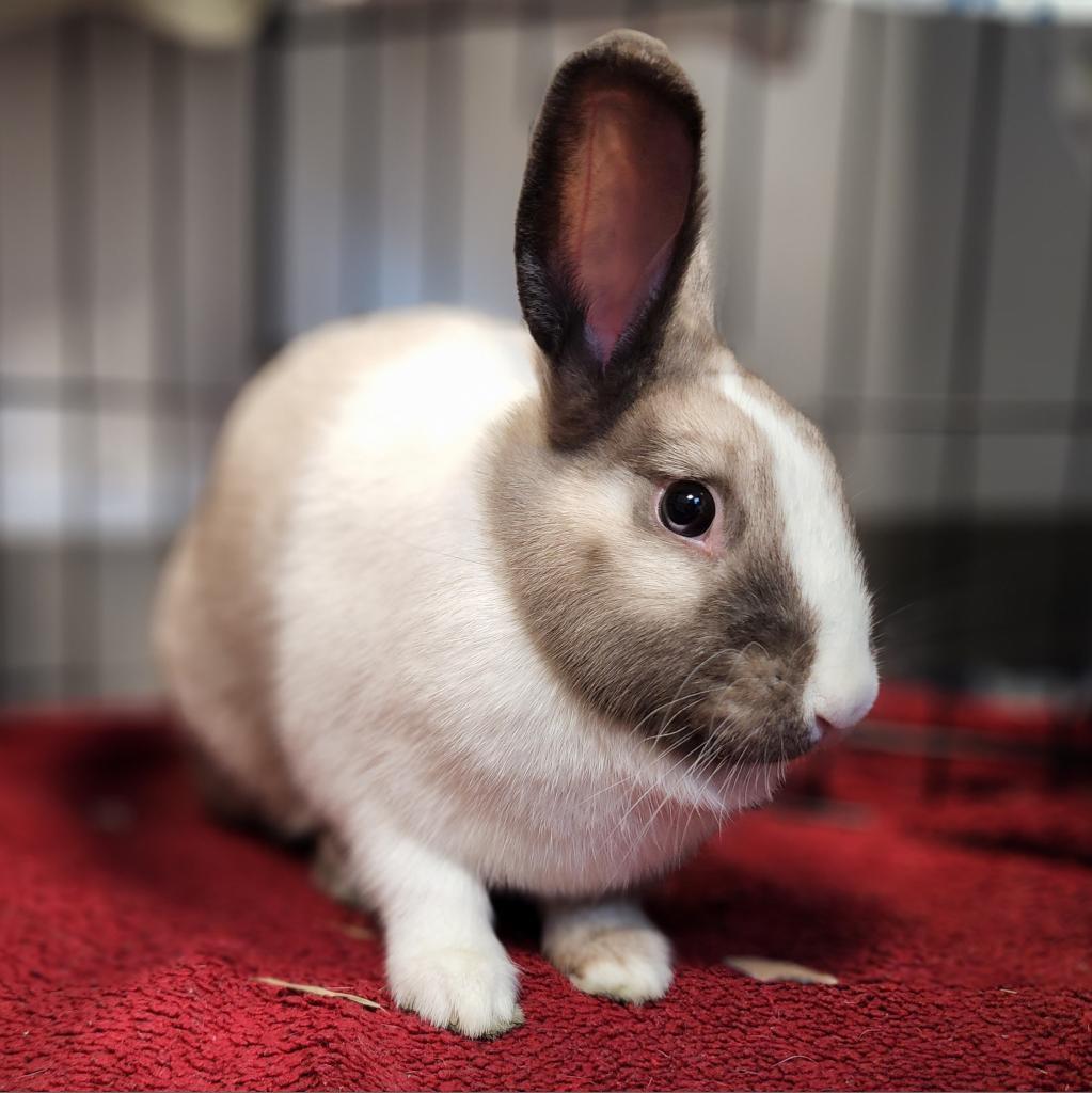 Ruby, Adoptable, Adult Female Dutch.