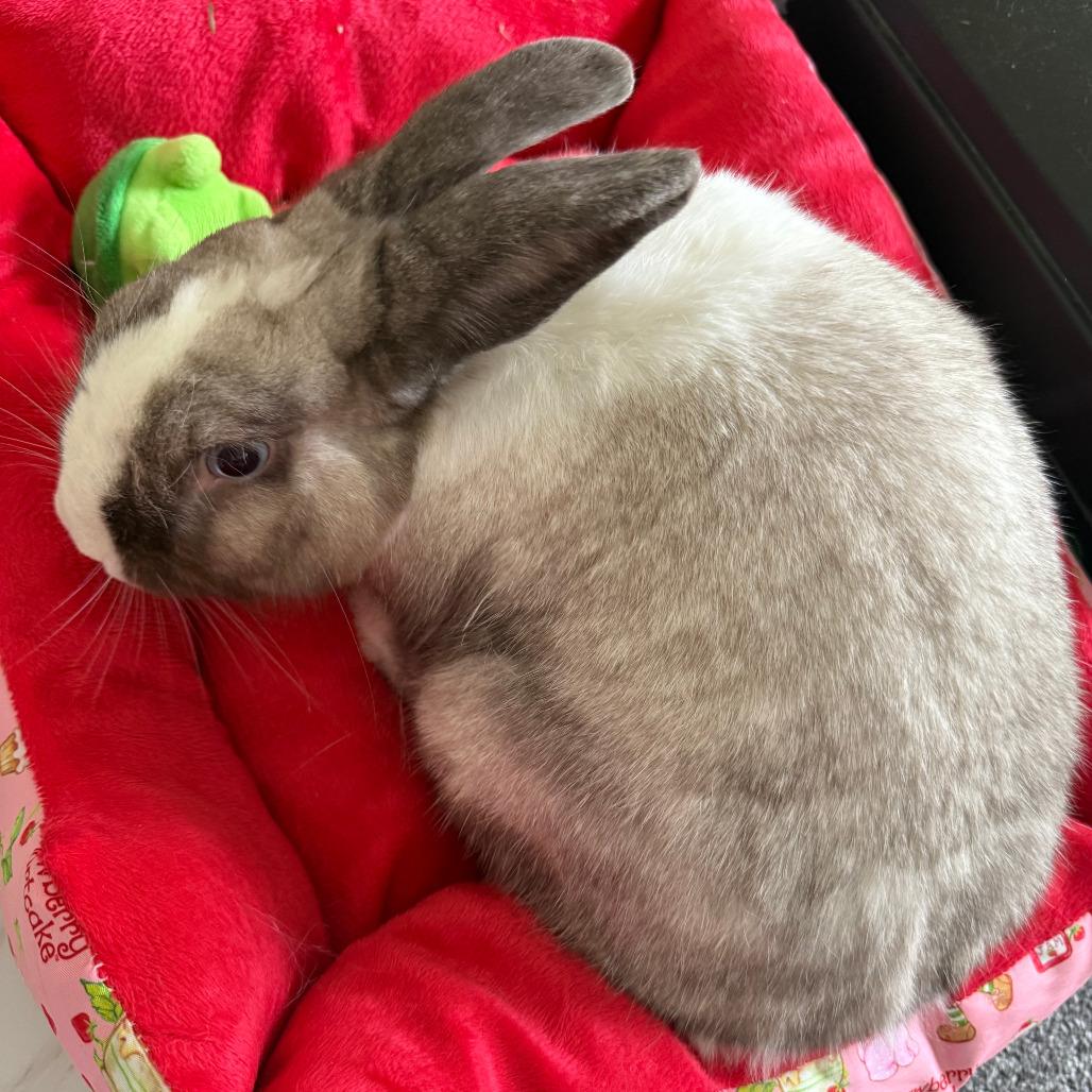 Enlarge Ruby, a Adoptable Dutch in The Woodlands, TX image 2/6