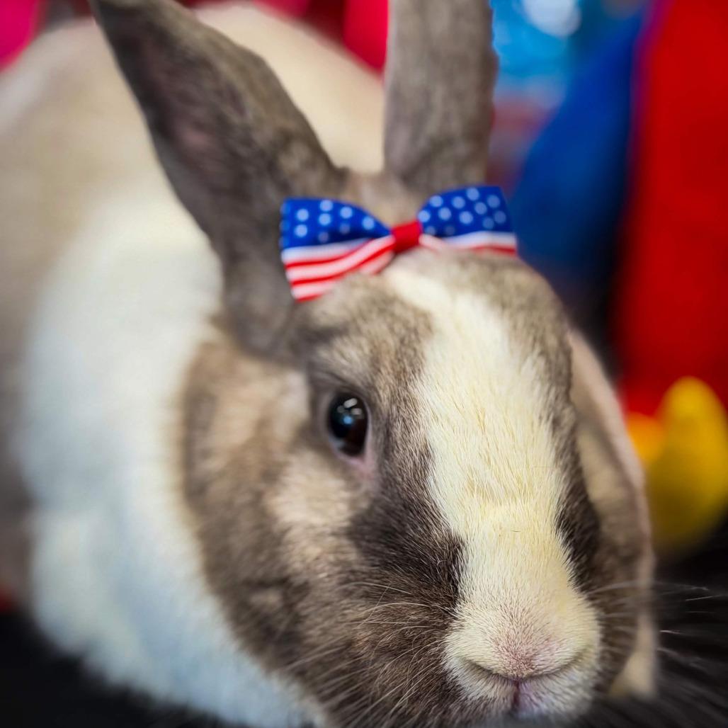 Ruby, a Adoptable Dutch in The Woodlands, TX image 2/6