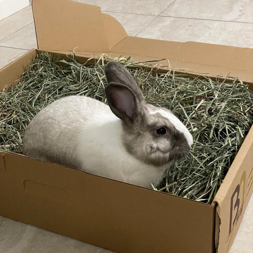 Enlarge Ruby, a Adoptable Dutch in The Woodlands, TX image 3/6