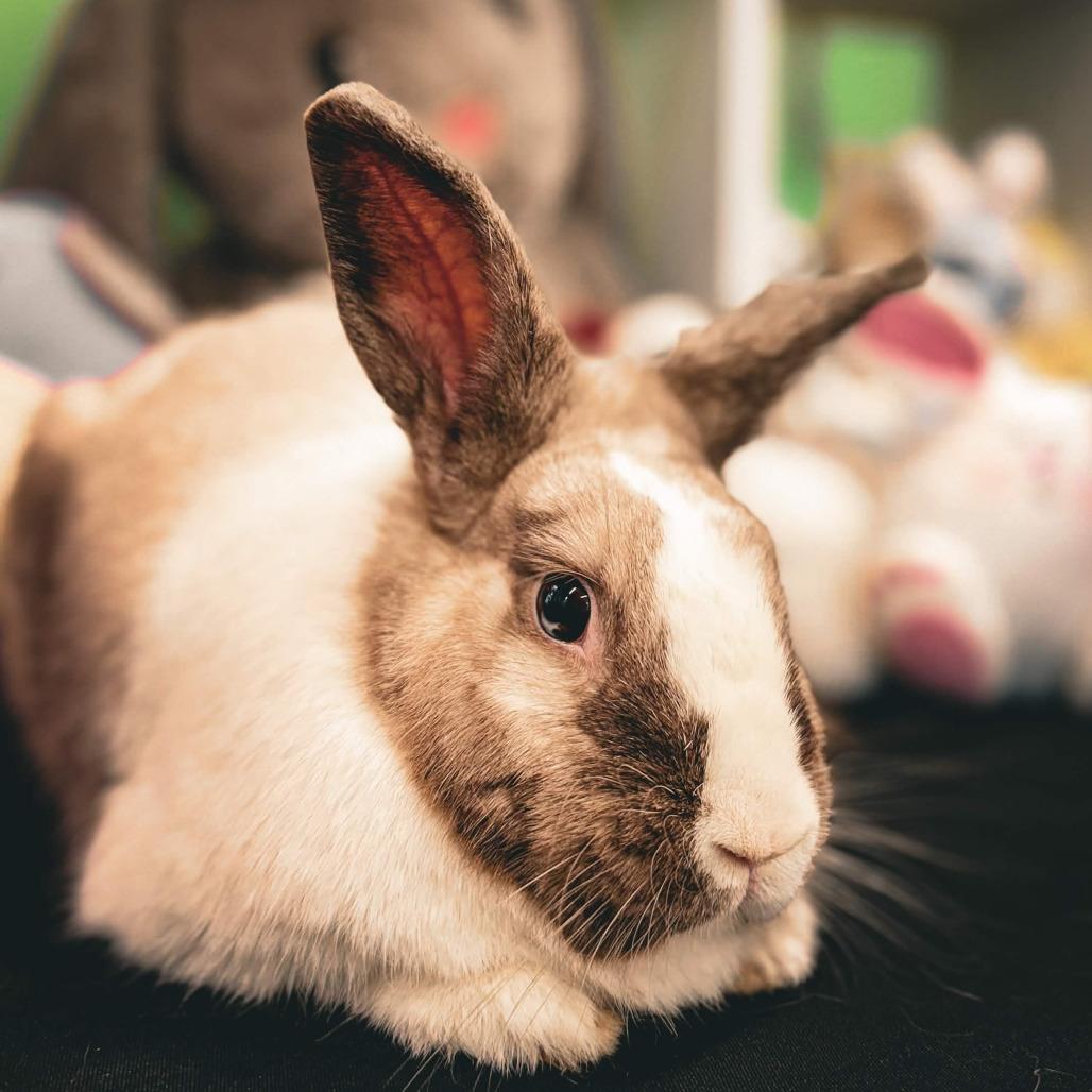 Ruby, a Adoptable Dutch in The Woodlands, TX image 3/6