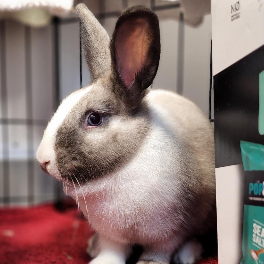 Enlarge Ruby, a Adoptable Dutch in The Woodlands, TX image 4/6