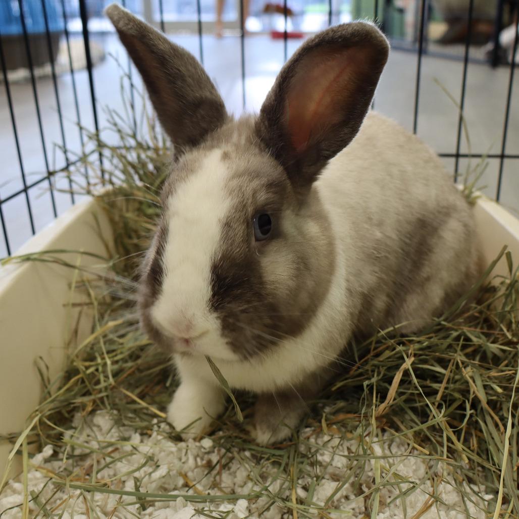 Ruby, a Adoptable Dutch in The Woodlands, TX image 5/6