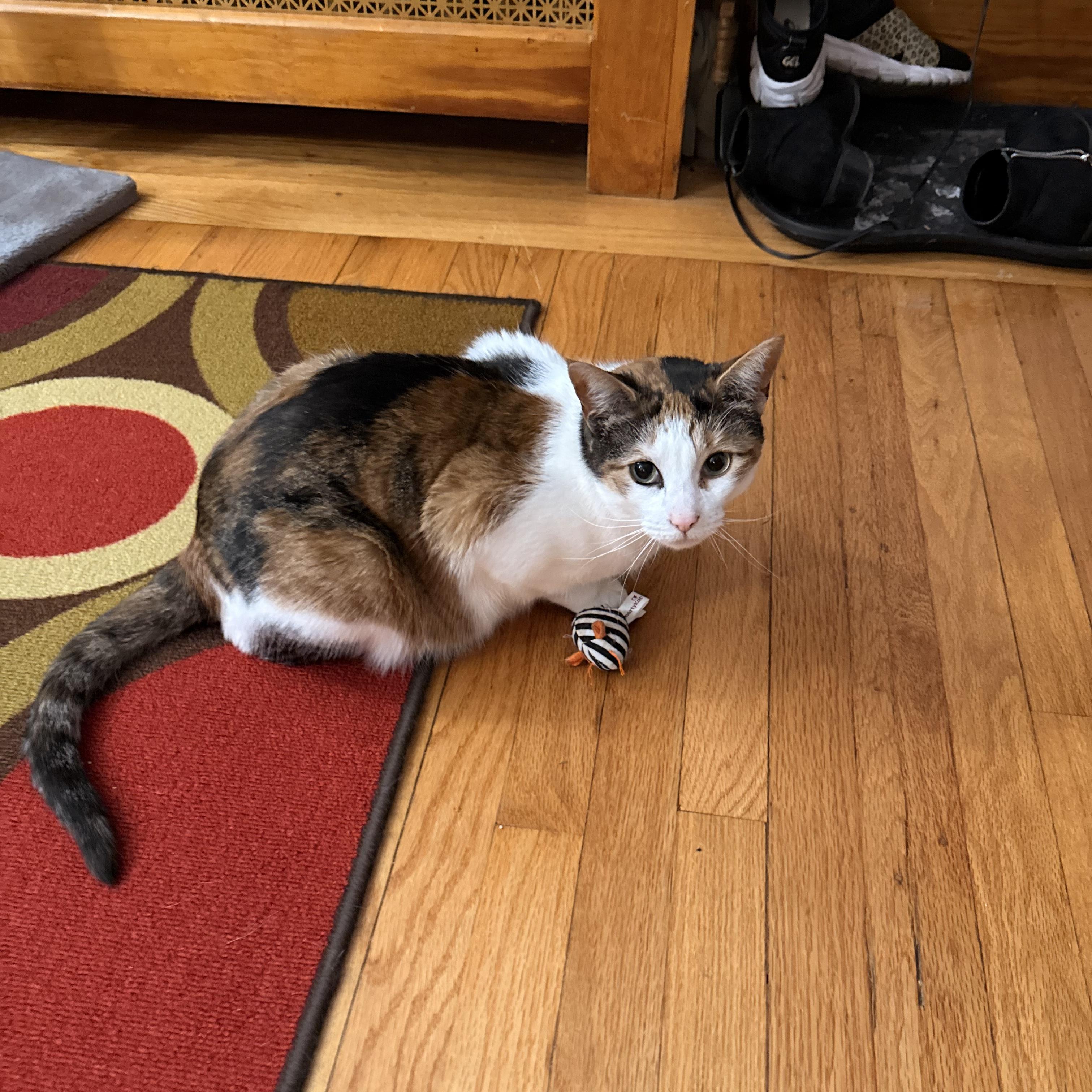 Enlarge Piper 2, a Adoptable Calico in Albany, NY image 2/6