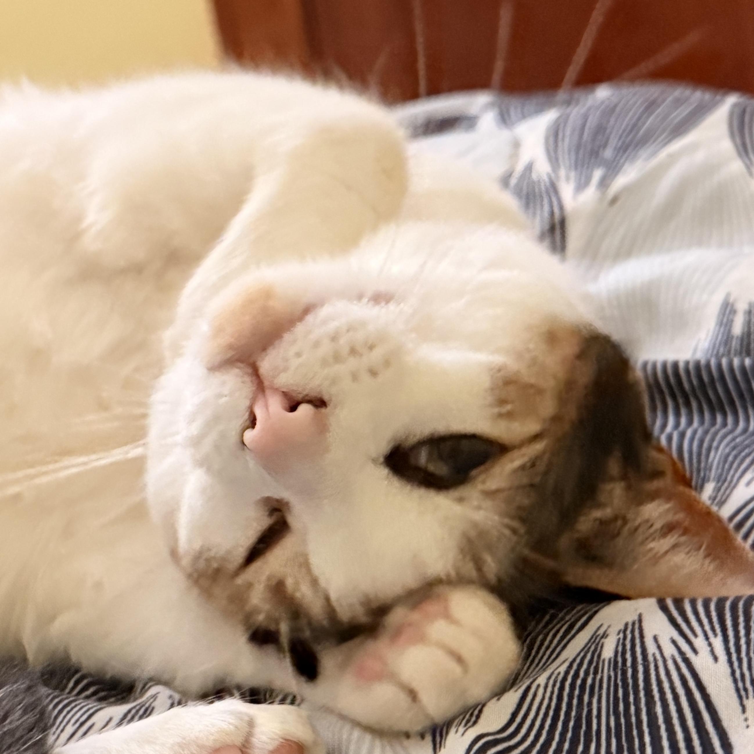 Enlarge Piper 2, a Adoptable Calico in Albany, NY image 5/6