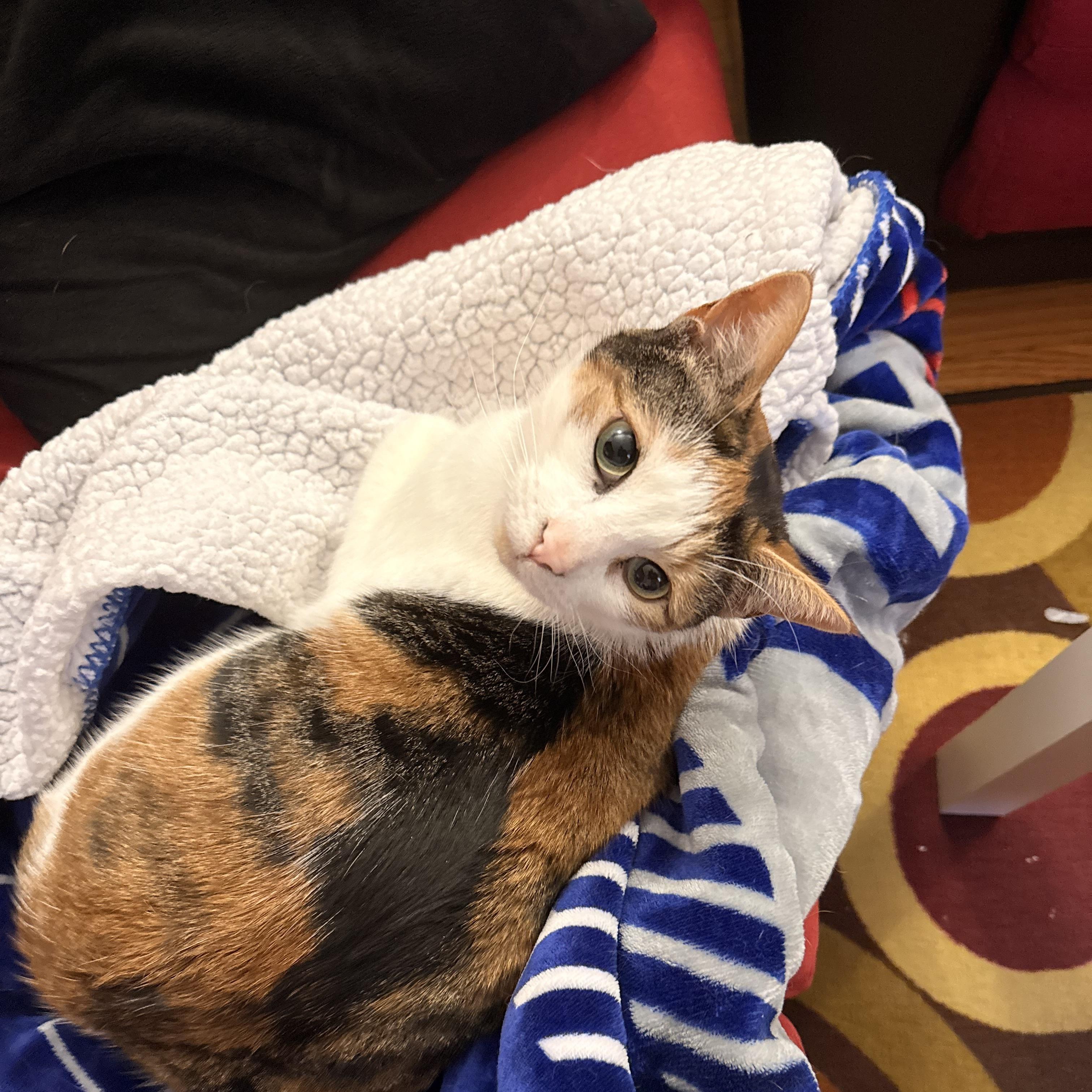 Enlarge Piper 2, a Adoptable Calico in Albany, NY image 3/6