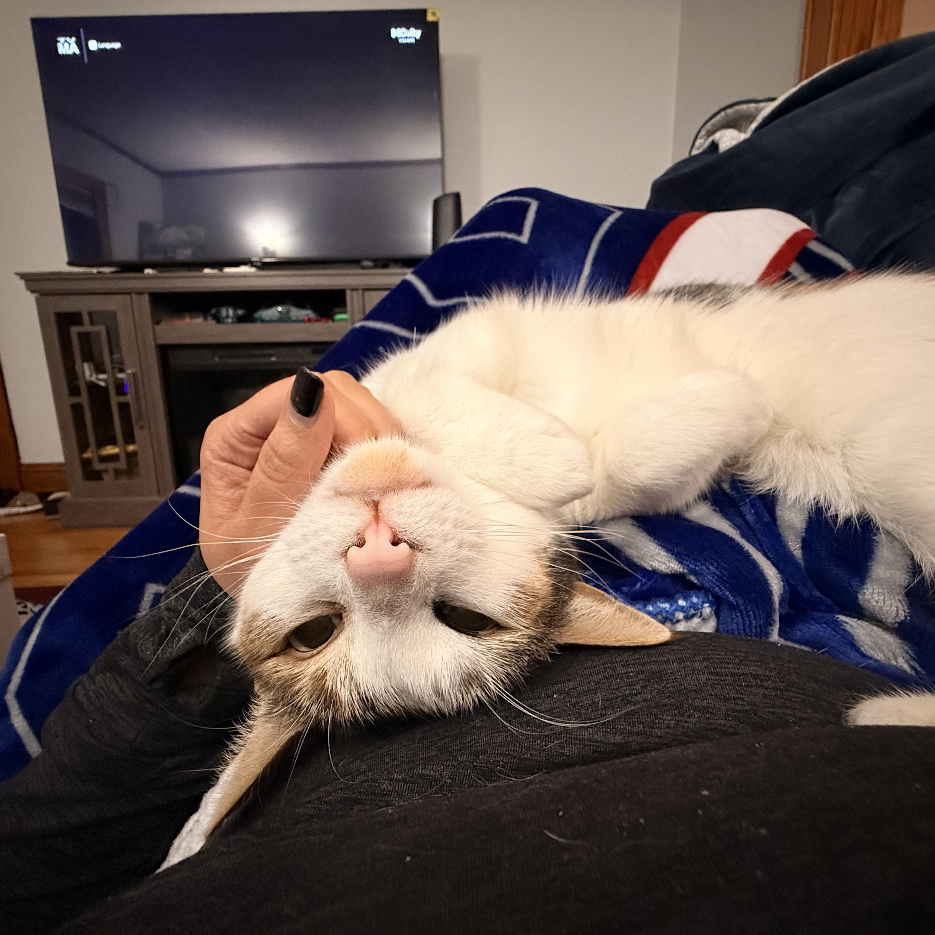 Enlarge Piper 2, a Adoptable Calico in Albany, NY image 6/6