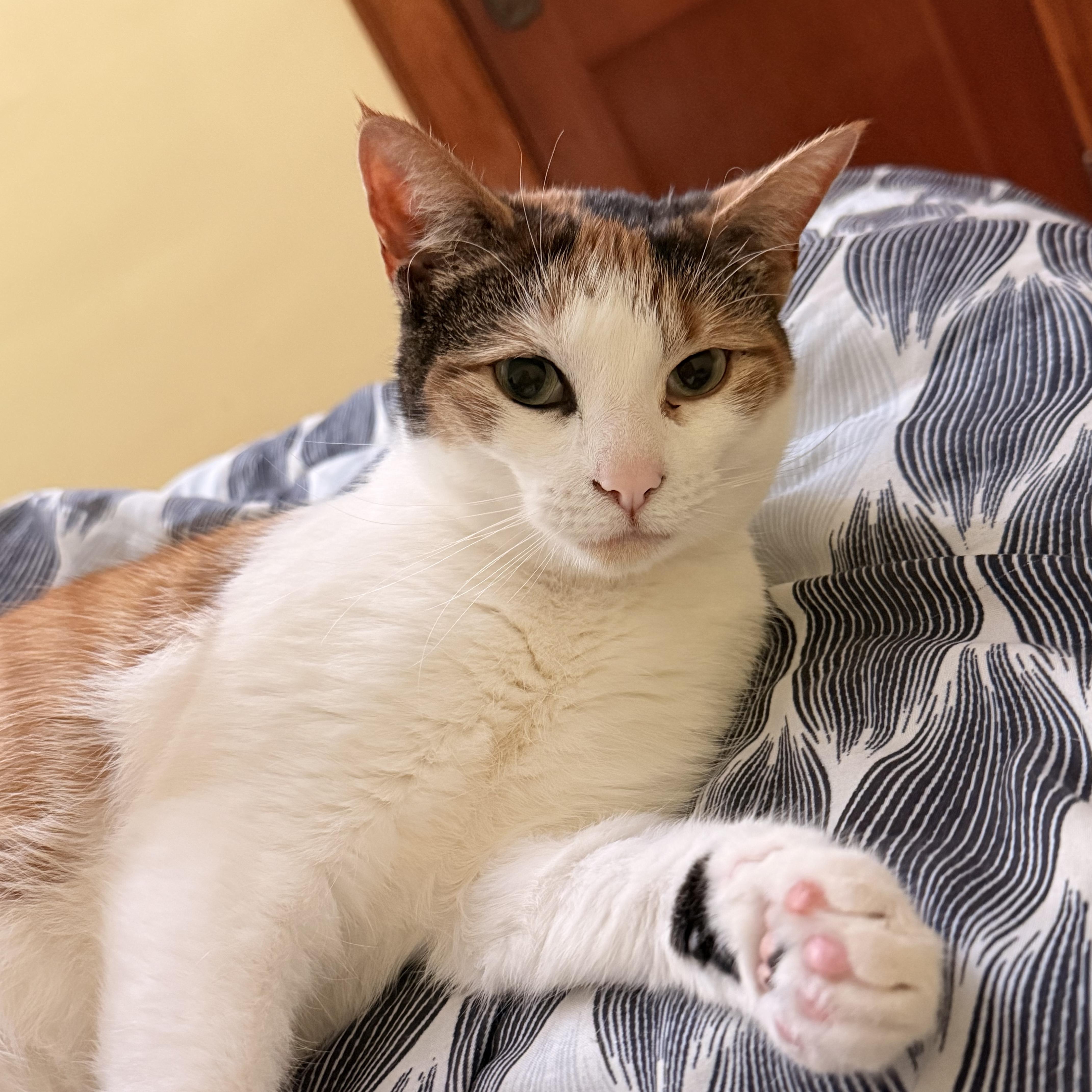 Enlarge Piper 2, a Adoptable Calico in Albany, NY image 4/6