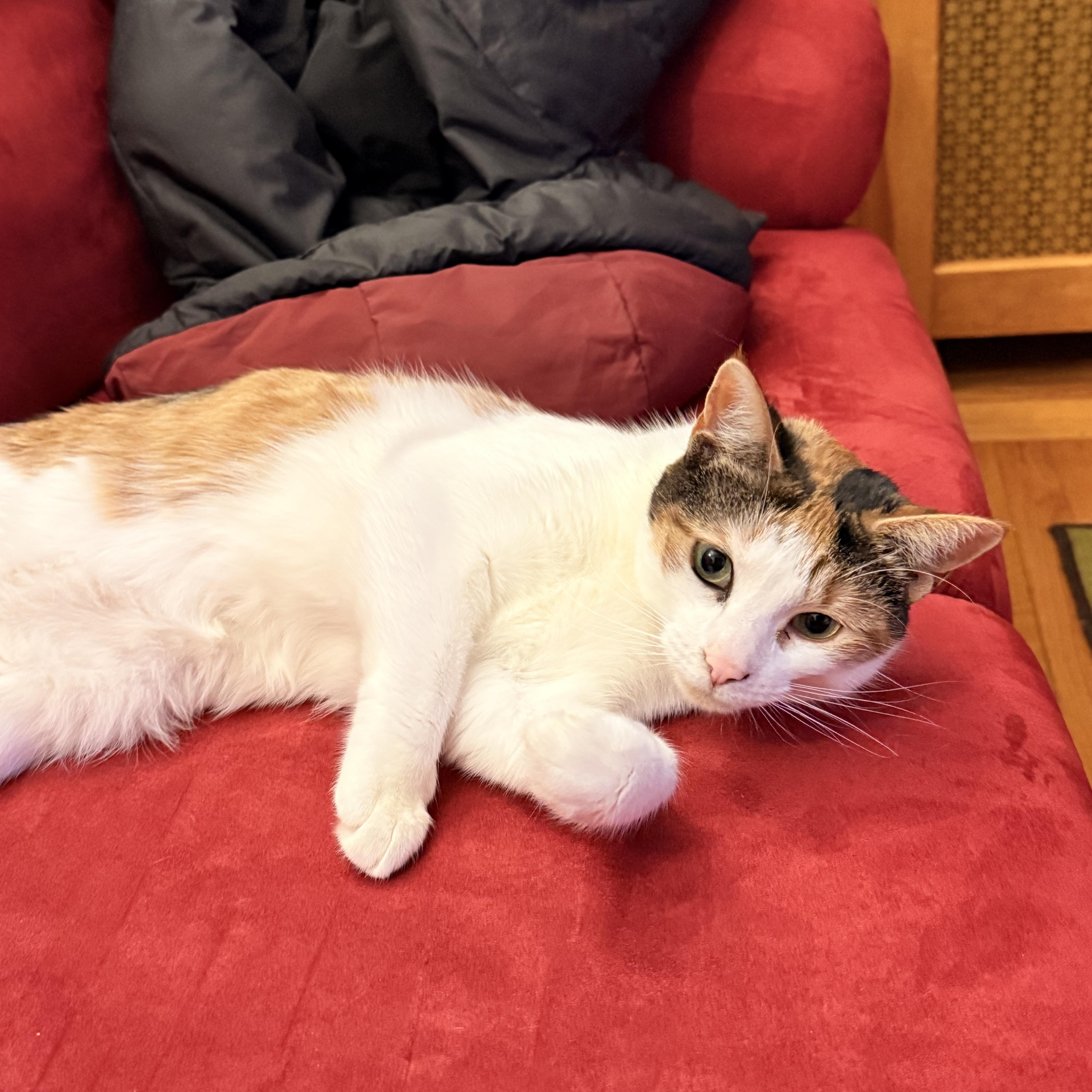 Piper 2, Adoptable, Adult Female Calico.