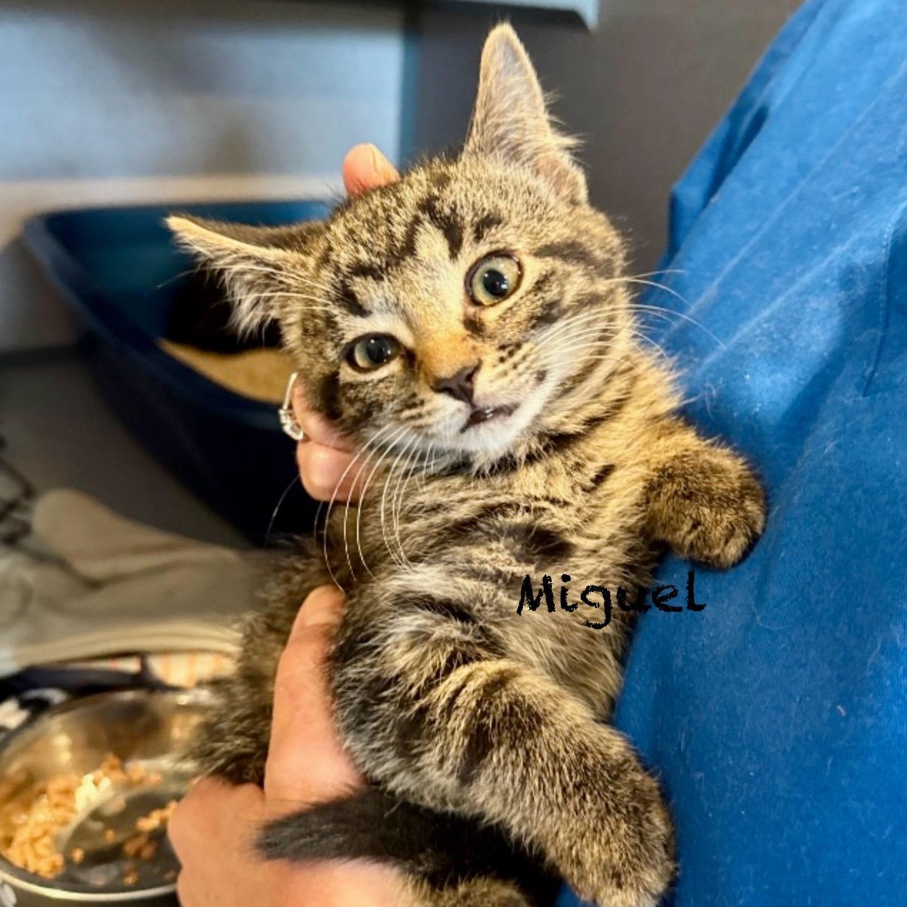 Miguel, adoptable, Kitten Male Tabby.