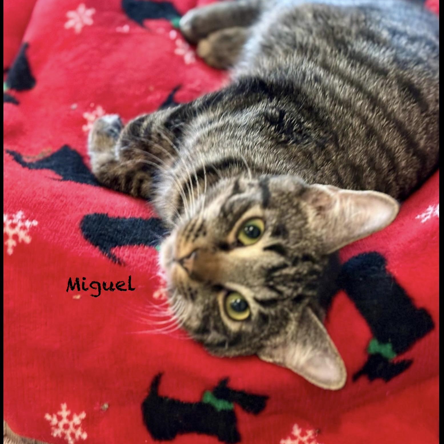 Enlarge Miguel, an adoptable Tabby in Palatine, IL image 2/2