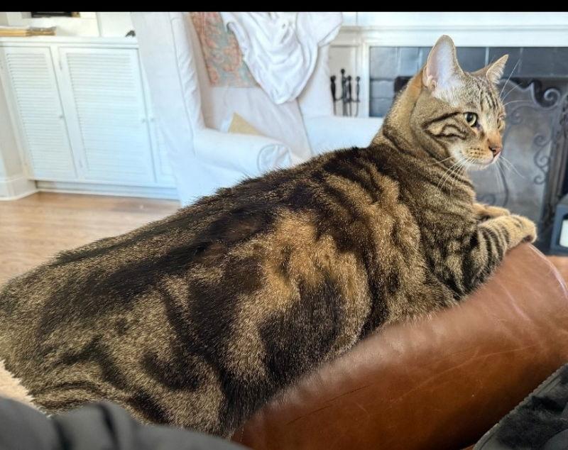 Oliver, Adopted, Young Male Tabby.