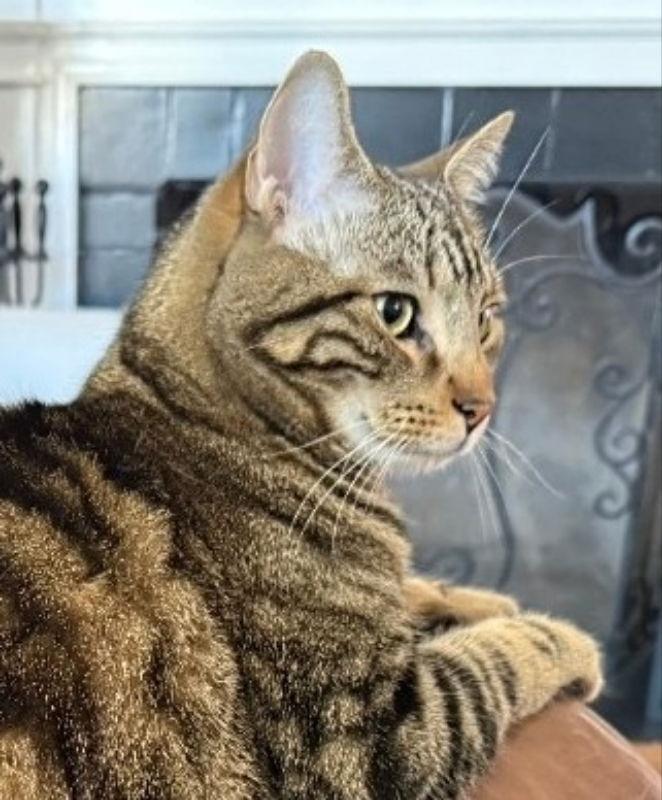 Oliver, a Adopted Tabby in Knoxville, TN image 2/3