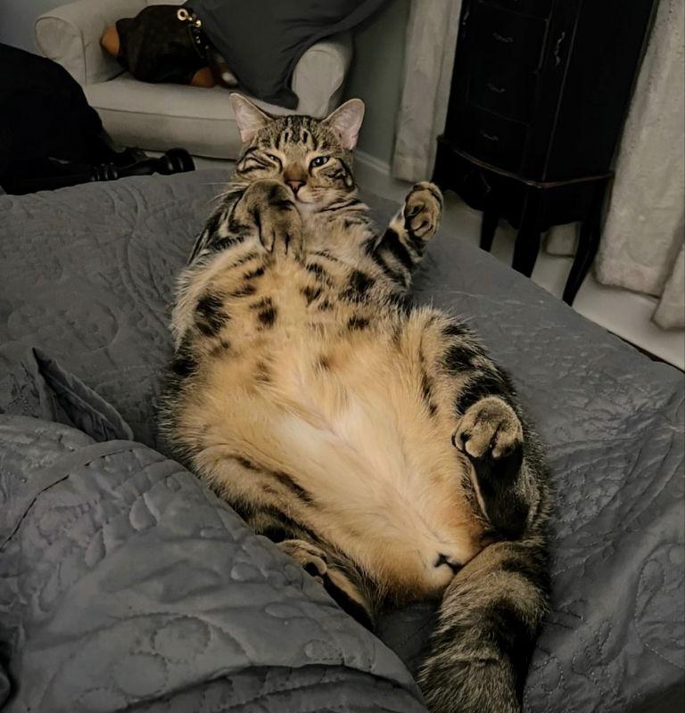 Oliver, a Adopted Tabby in Knoxville, TN image 3/3