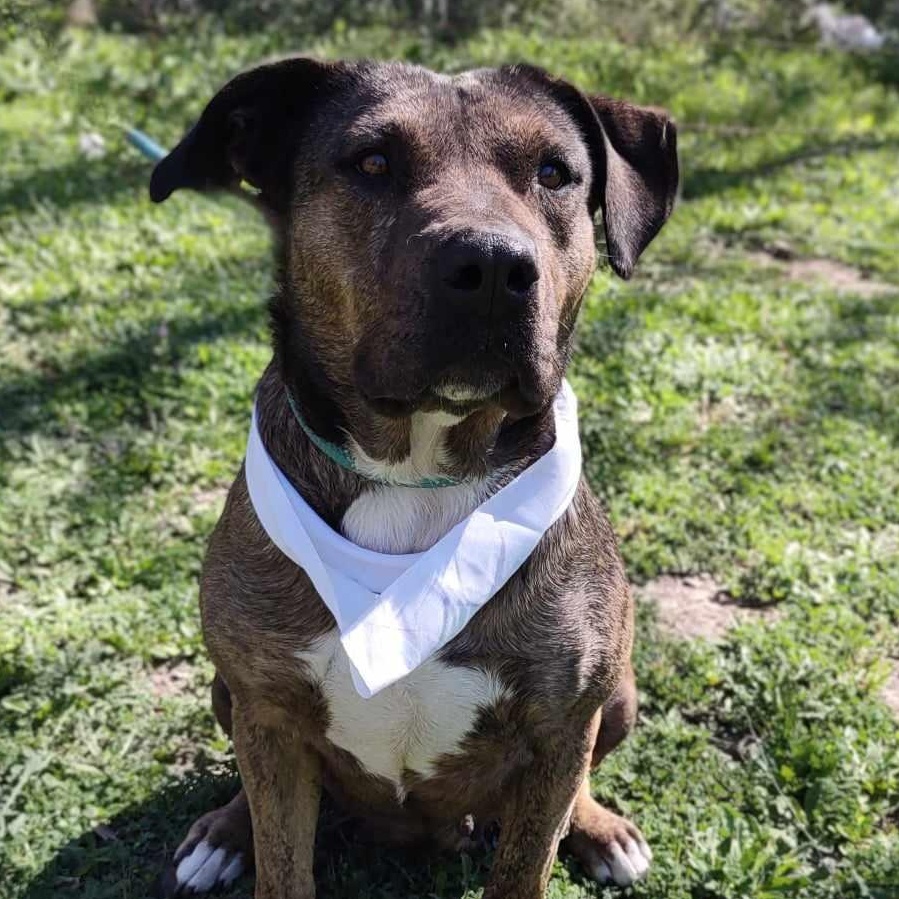 Susie — thumbnail 2