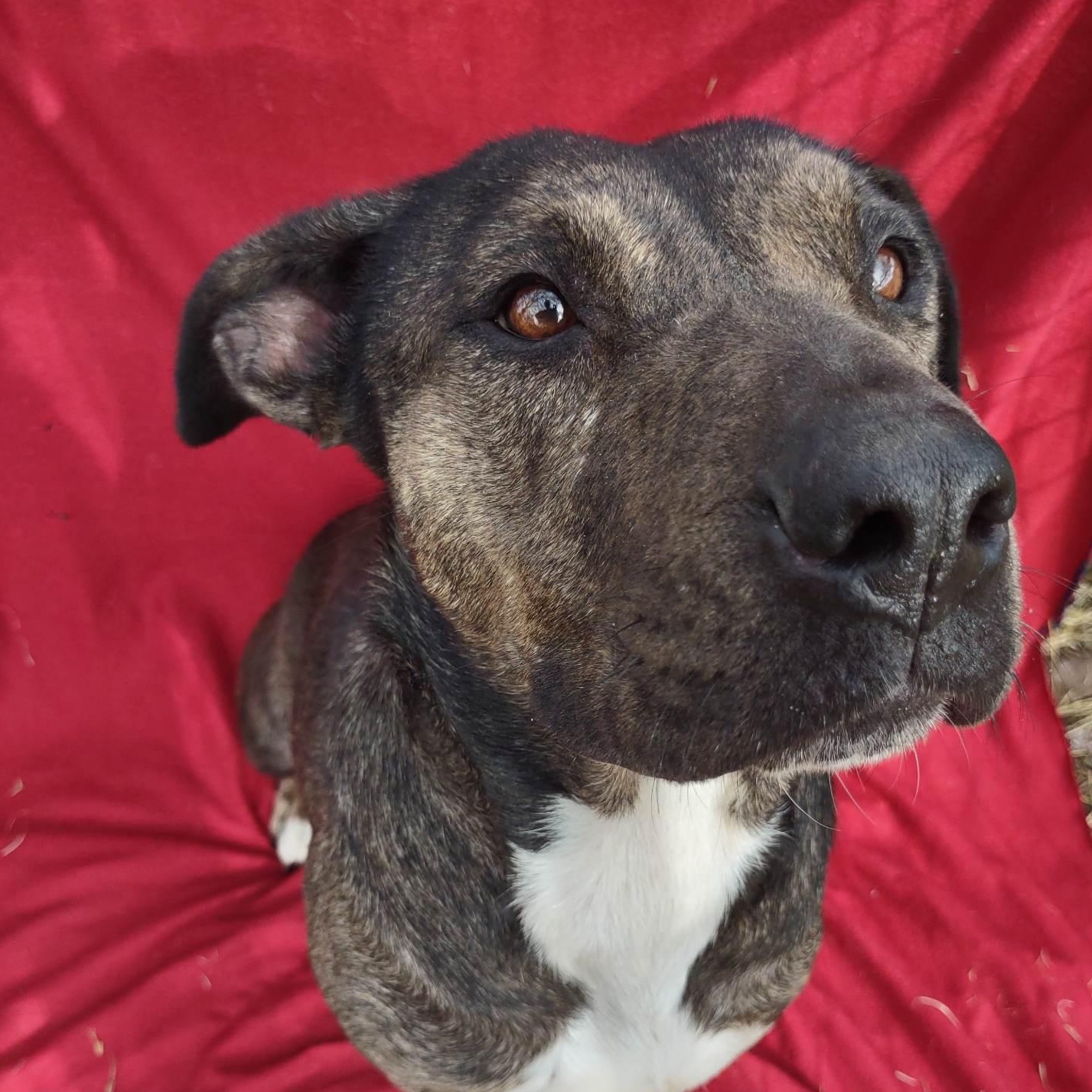 Susie — thumbnail 3