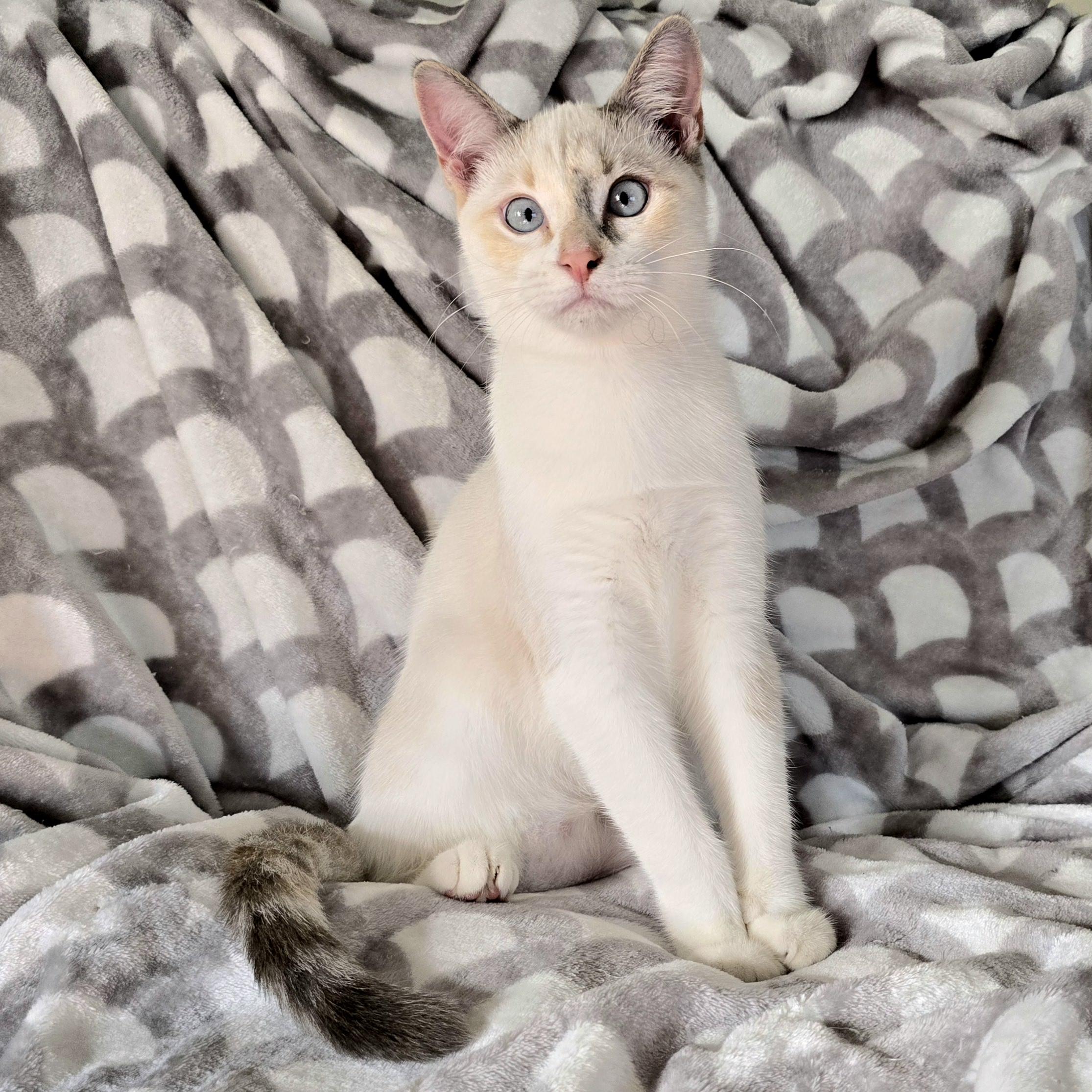 Peppa and Posty, a ADOPTABLE mixed breed in Charlotte, NC image 3/4