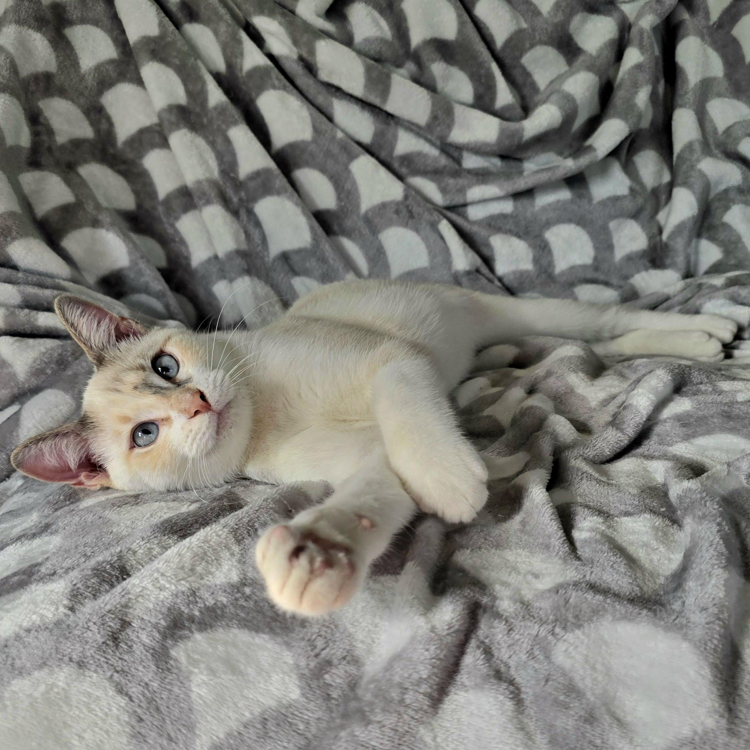 Peppa and Posty, ADOPTABLE, Young Female Snowshoe & Tabby.